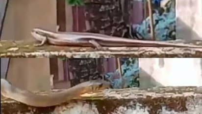 'അമ്മച്ചിയേ..അമ്മച്ചിയേ പാമ്പ്';അരണയ്ക്ക് പിന്നാലെ വന്ന അതിഥിയെ കണ്ട് അലറി വിളിച്ച് കുട്ടി; വീഡിയോ വൈറൽ