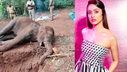 'মানুষের কি মন বলে কিছু নেই', কেরলে গর্ভবতী হাতি-মৃত্যু নিয়ে পিটিশন ফাইলের অনুরোধ শ্রদ্ধার