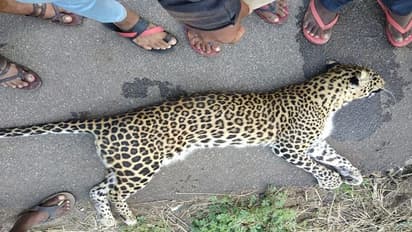 ಆಹಾರವಿಲ್ಲದೆ ನಡು ರಸ್ತೆಯಲ್ಲೇ ಪ್ರಾಣಬಿಟ್ಟ ಚಿರತೆ