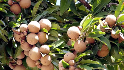 സെറാമിക് പാത്രത്തിലും സപ്പോട്ട വളര്ത്താം; നല്ല സൂര്യപ്രകാശം അഭികാമ്യം