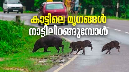 കര്ഷകര്ക്ക് ഉപദ്രവകാരി തന്നെ കാട്ടുപന്നി, പക്ഷേ, പടക്കംപൊട്ടിച്ച് കൊല്ലുന്നതാണോ യഥാര്ഥ പ്രതിവിധി?