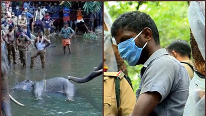 പാലക്കാട്ട് ആന ചരിഞ്ഞ സംഭവം; സ്ഫോടക വസ്തു വച്ചത് തേങ്ങയിലെന്ന് പിടിയിലായ ആള്‍