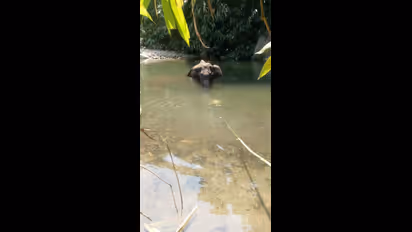 Kerala elephant killing: I am shocked by such barbarity, says Shyam Benegal