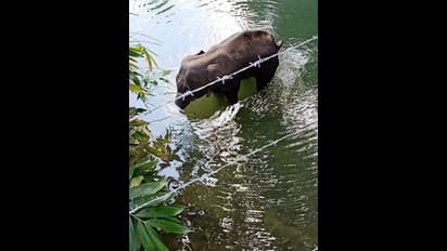 പാലക്കാട് കാട്ടാന ചരിഞ്ഞ സംഭവം: സിബിഐ അന്വേഷണമാവശ്യപ്പെട്ട് സുപ്രീം കോടതിയില് ഹര്ജി