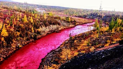 রাশিয়ায় নদীর জলের রঙ হয়ে গেল টকটকে লাল, জরুরি অবস্থা জারি করলেন পুতিন