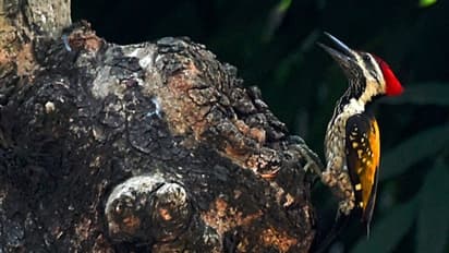 কলকাতা থেকে উধাও ৬০-এরও বেশি প্রজাতির পাখি, গত কয়েক বছরে মৃত্য়ু পরিবেশের