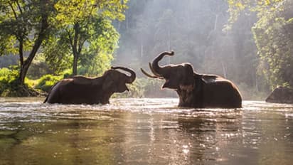 World Environment Day: Why elephants are imperative for sustenance of life