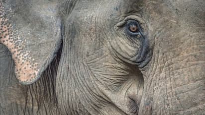 Kerala: While nation mourns pregnant elephant’s death, another elephant had died in similar fashion in April