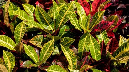 ക്രോട്ടണ് ചെടികള് വീടിന് അകത്തും പുറത്തും വളര്ത്താം