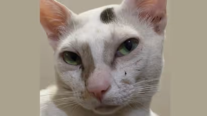 ലഹരിവിരുദ്ധ ക്യാംപയിന് പൂച്ചയുടെ ചിത്രം; സംഗതി എന്താണെന്നോ...