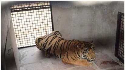 മനുഷ്യരെ ആക്രമിക്കുന്നത് പതിവായി, ഒടുവില് നരഭോജി കടുവയെ മൃഗശാലയിലടച്ചു