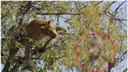 മരത്തില് നിന്നും കുലുക്കിയിടാനുള്ള പുള്ളിപ്പുലിയുടെ ശ്രമത്തോട് കുരങ്ങന്റെ പ്രതികരണം; വീഡിയോ വീണ്ടും വൈറല്