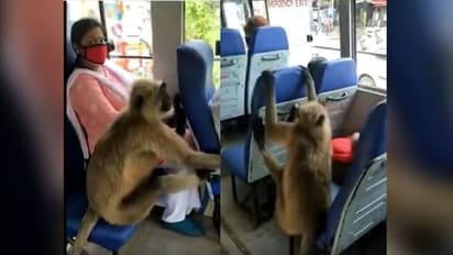 করোনা বিধি মেনেই বাসে সওয়ারি হল হনুমান, ভ্য়াপসা গরমে হাওয়া খেয়েই ভিডিও করল ভাইরাল