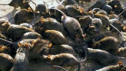 ಆಸ್ಪ್ರೇಲಿಯಾ ಮೇಲೆ ಇಲಿ ಸೇನೆ ದಾಳಿ!