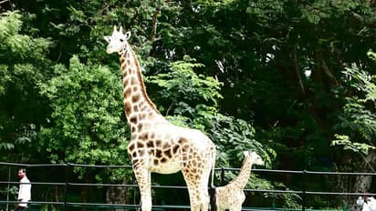 ಡಾ.ರಾಜ್‌, ವಿಷ್ಣು, ಅಂಬಿ ಹೆಸರಿನಲ್ಲಿ ಪ್ರಾಣಿಗಳ ದತ್ತು