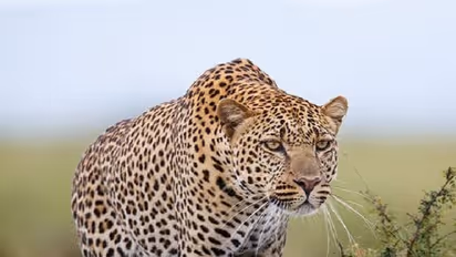 ഹെഡ്ഫോണിൽ പാട്ട് കേട്ടിരുന്ന എട്ടാം ക്ലാസുകാരിയെ പുലി ആക്രമിച്ചു കൊലപ്പെടുത്തി