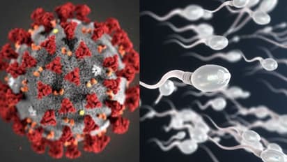 കൊറോണ വൈറസ് പുരുഷന്മാരിലെ ബീജോത്പാദനത്തെ ബാധിക്കുമോ?