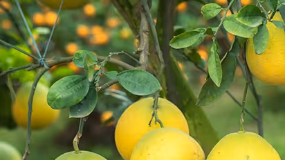 ಚಕ್ಕೋತ…. ಚಕ್ಕೋತಾ…. ಬನ್ನಿ ಹಣ್ಣಿನ ಪ್ರಯೋಜನ ತಿಳಿಯೋಣ