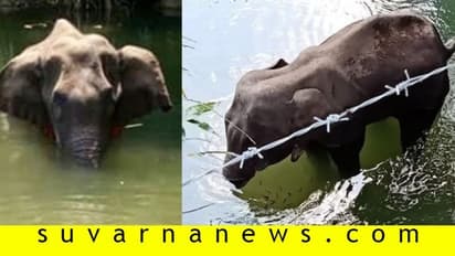 ಸ್ಪೋಟಕವಿಟ್ಟ ಹಣ್ಣು ಸೇವಿಸಿ ಆನೆ ಸಾವನ್ನಪ್ಪಿದ ಘಟನೆ ಆಕಸ್ಮಿಕ: ಕೇಂದ್ರ