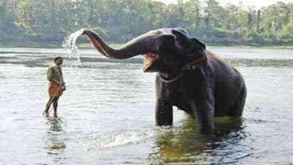 দুটি হাতিকে নিজের সব জমি দান করলেন হস্তিপ্রেমী, এখন পরিবারের হাতেই না খুন হতে হয়