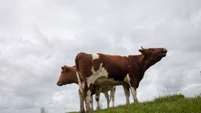 12 ಹಸುಗಳು ನಿಗೂಢ ಸಾವು: ಇನ್ನೂ 60 ಅಸ್ವಸ್ಥ, ಆತಕಂದಲ್ಲಿ ಜನ