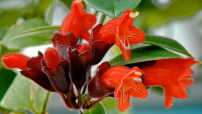 പൂച്ചെടിയെപ്പോലെ മുറിയെ ആകര്ഷകമാക്കുന്ന മറ്റൊന്നുണ്ടോ? ഇതാ, ലിപ്സ്റ്റിക് ചെടി വളര്ത്താന് ചില ടിപ്സ്