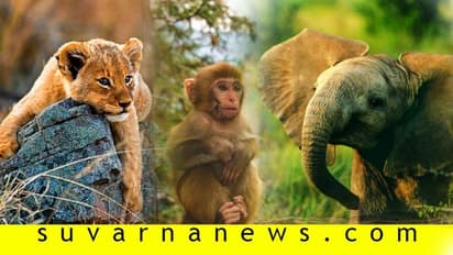 ಪ್ರಾಣಿಗಳಿಗೂ ಬದುಕುವ ಹಕ್ಕುಂಟು, ಕಾನೂನಿನಲ್ಲೂ ಅದಕ್ಕೆ ಮಣೆಯುಂಟು