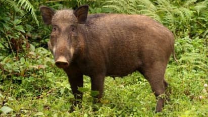 കോഴിക്കോട് ജനവാസ മേഖലയിൽ ഇറങ്ങിയ കാട്ടുപന്നിയെ വെടിവച്ച് കൊന്നു