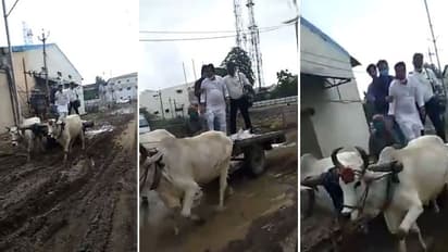 ലംബോര്‍ഗിനിയും ബെന്‍സുമുണ്ട്; ഓടിക്കാന്‍ റോഡില്ല; കാളവണ്ടിയേറി കോടീശ്വരന്മാര്‍!