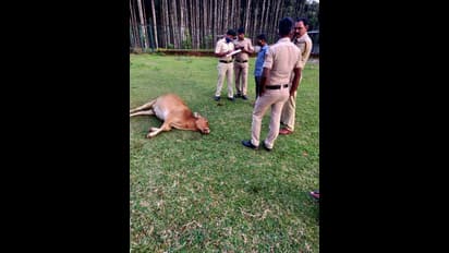 ನಮ್ಮಲ್ಲೂ ಇದ್ದಾರೆ ನೀಚರು; ಹಣ್ಣಿನಲ್ಲಿ ವಿಷವಿಟ್ಟು 3 ಹಸುಗಳನ್ನು ಕೊಂದರು..!