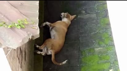 করোনা আবহে একের পর এক পথ কুকুরের মৃত্যু, আতঙ্ক ছড়াল রায়গঞ্জে