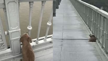 ಸೇತುವೆ ಮೇಲಿಂದ ಹಾರಿ ಆತ್ಮಹತ್ಯೆ, ಮಾಲೀಕನಿಗಾಗಿ ಬ್ರಿಡ್ಜ್ ಮೇಲೆ ಕಾಯುತ್ತಿದೆ ನಾಯಿ!