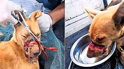 Dog's mouth sealed with insulation tape; canine rescued after 2 weeks of torture