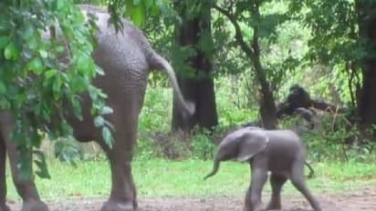 ಹುಟ್ಟಿ ಕೇವಲ 20 ನಿಮಿಷ, ಡ್ಯಾನ್ಸ್ ರಾಜಾ ಡ್ಯಾನ್ಸ್; ವಿಡಿಯೋ