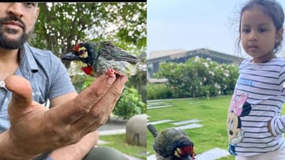 আহত পাখিকে বাঁচালেন ধোনি কন্যা জিভা,ভাইরাল ছবি