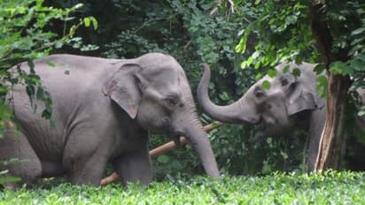 'ഇനി ഇവ മോട്ടിക്കും റാണിക്കും സ്വന്തം'; സ്വത്ത് മുഴുവന് തന്റെ ആനകള്ക്ക് എഴുതിവച്ച് ഒരു മൃഗസ്നേഹി