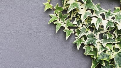 ബാത്ത്റൂമില് വളര്ത്താവുന്ന ആറ് ചെടികള്; ഇന്റീരിയര് ഡിസൈനില് ഇതിനും പ്രാധാന്യം നല്കാം