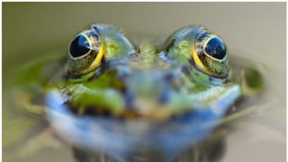 20 ലക്ഷം വർഷം പഴക്കമുള്ള അപൂർവയിനം തവളയുടെ ഫോസിൽ കണ്ടെത്തി, അമ്പരന്ന് ഗവേഷകർ