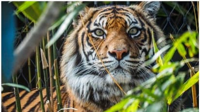 വന്യജീവികളെ സംരക്ഷിക്കണം, കാടിനടുത്ത് 40 ഏക്കര് ഭൂമി വാങ്ങി കാടാക്കി മാറ്റിയ ദമ്പതികള്...