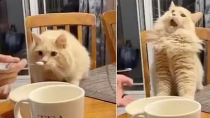 ആദ്യമായി ഐസ്ക്രീം കഴിക്കുന്ന പൂച്ചയുടെ ഭാവം കണ്ടിട്ടുണ്ടോ? വൈറലായി വീഡിയോ