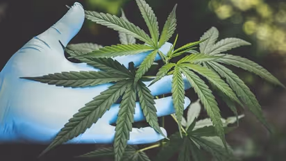 Karnataka Police seize 6,000 marijuana plants in sugarcane field