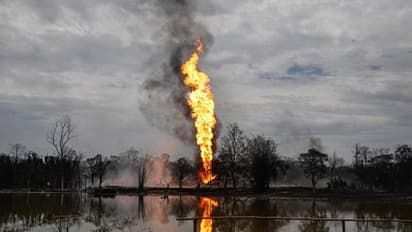 অসমের তেল কূপের আগুনে জ্বলছে গ্রামের পর গ্রাম, দাবানলের গ্রাসে বিপন্ন এবার বন্যপ্রাণ