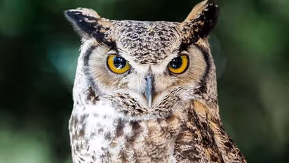 ಸಕಲೇಶಪುರ: ಅಂಗಡಿ ಮುಂದೆ ಕಾವಲುಗಾರನಂತೆ ಕೂತಿದ್ದ ಗೂಬೆ..!