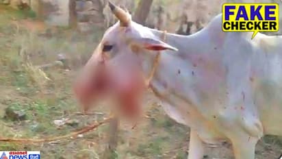 Fact Check: सामने आया विस्फोट से घायल हुई गाय की दर्दनाक तस्वीरों का सच, 5 साल पुरानी घटना से बनाया बेवकूफ