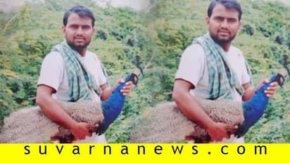 ಹುನಗುಂದ: ನವಿಲು ಹಿಂಸಿಸಿ ಟಿಕ್‌ಟಾಕ್‌ ವಿಡಿಯೋ ಮಾಡಿದ್ದ ಭೂಪ..!