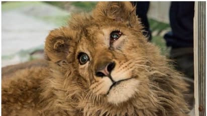 ടൂറിസ്റ്റുകൾക്ക് സെൽഫി എടുക്കാൻ വേണ്ടി സിംഹക്കുട്ടിയുടെ കാലുകൾ അടിച്ചൊടിച്ച് ഫോട്ടോഗ്രാഫർ