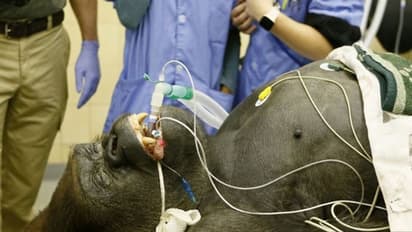 210 ಕೆಜಿ ಗೋರಿಲ್ಲಾಗೆ ಸಿಟಿ ಸ್ಕ್ಯಾನ್, ಸ್ಕ್ರೀನ್ ನೋಡಿ ದಂಗಾದ್ರು ಜನ!