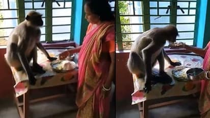 'സ്നേഹ ചോറൂണ്..'; സ്വന്തം കുഞ്ഞിനെ പോലെ കുരങ്ങന് ഭക്ഷണം വാരിനൽകി ഒരു അമ്മ; കയ്യടി