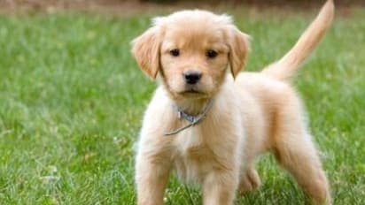 വളര്ത്തുപട്ടികള്ക്ക് ചോക്ലേറ്റ് കൊടുക്കാമോ?; അവര്ക്ക് കൊടുക്കരുതാത്ത നാല് തരം ഭക്ഷണം...