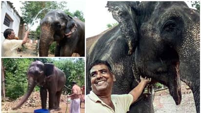 ആനയോളം വലിയ കരുതൽ; അഞ്ച് കോടിയുടെ സ്വത്ത് ആനകളുടെ പേരിലെഴുതി അമ്പതുകാരൻ